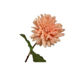 Dahlia Stem Peach