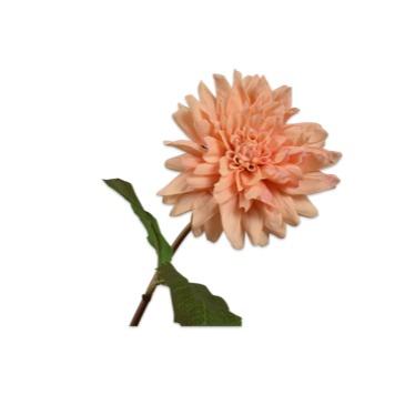 Dahlia Stem Peach