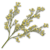 Gypsophila Spray Yellow