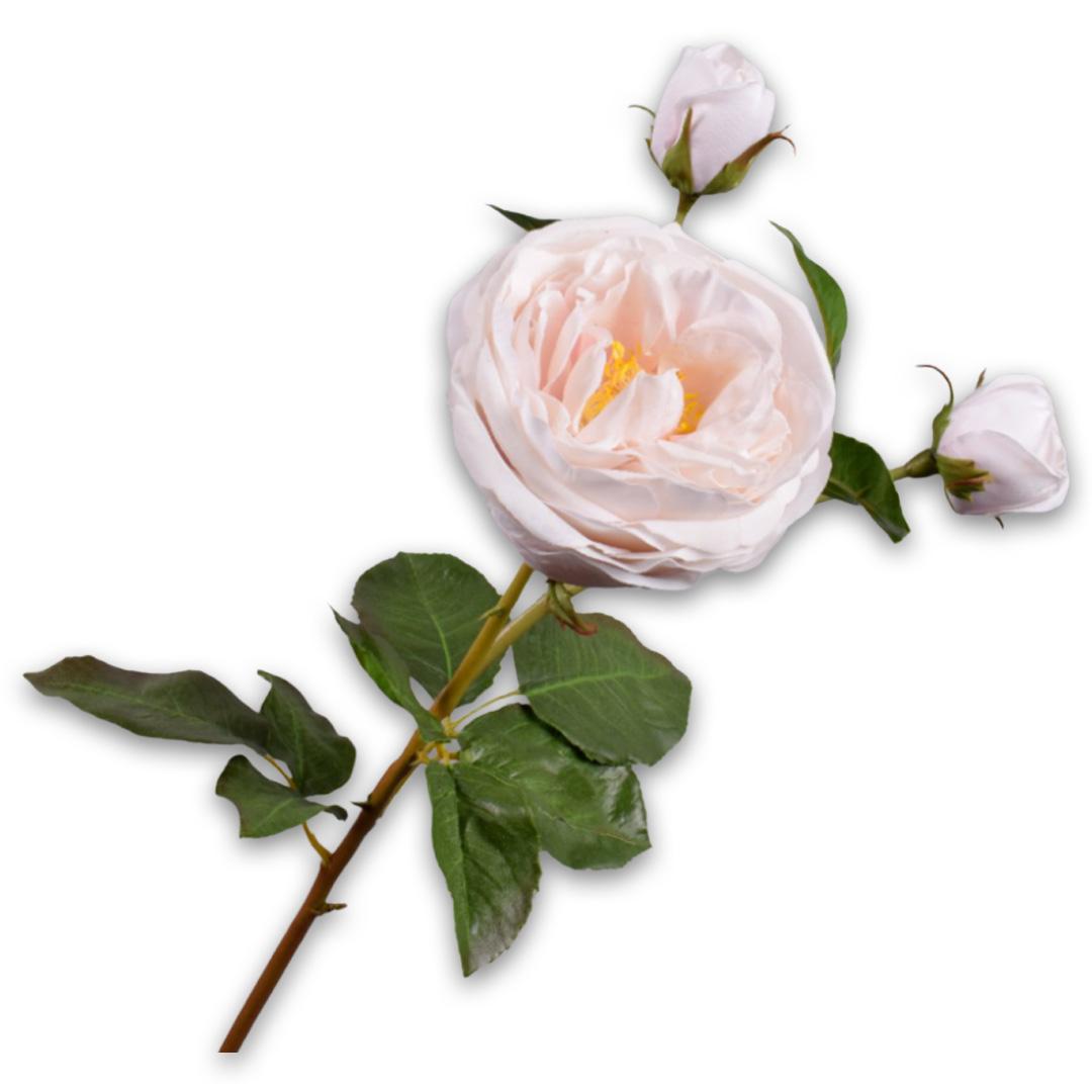 Rose Spray Pink Lt