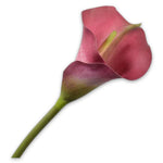 Calla Stem Beauty - 77