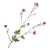 Blossom Spray Beauty