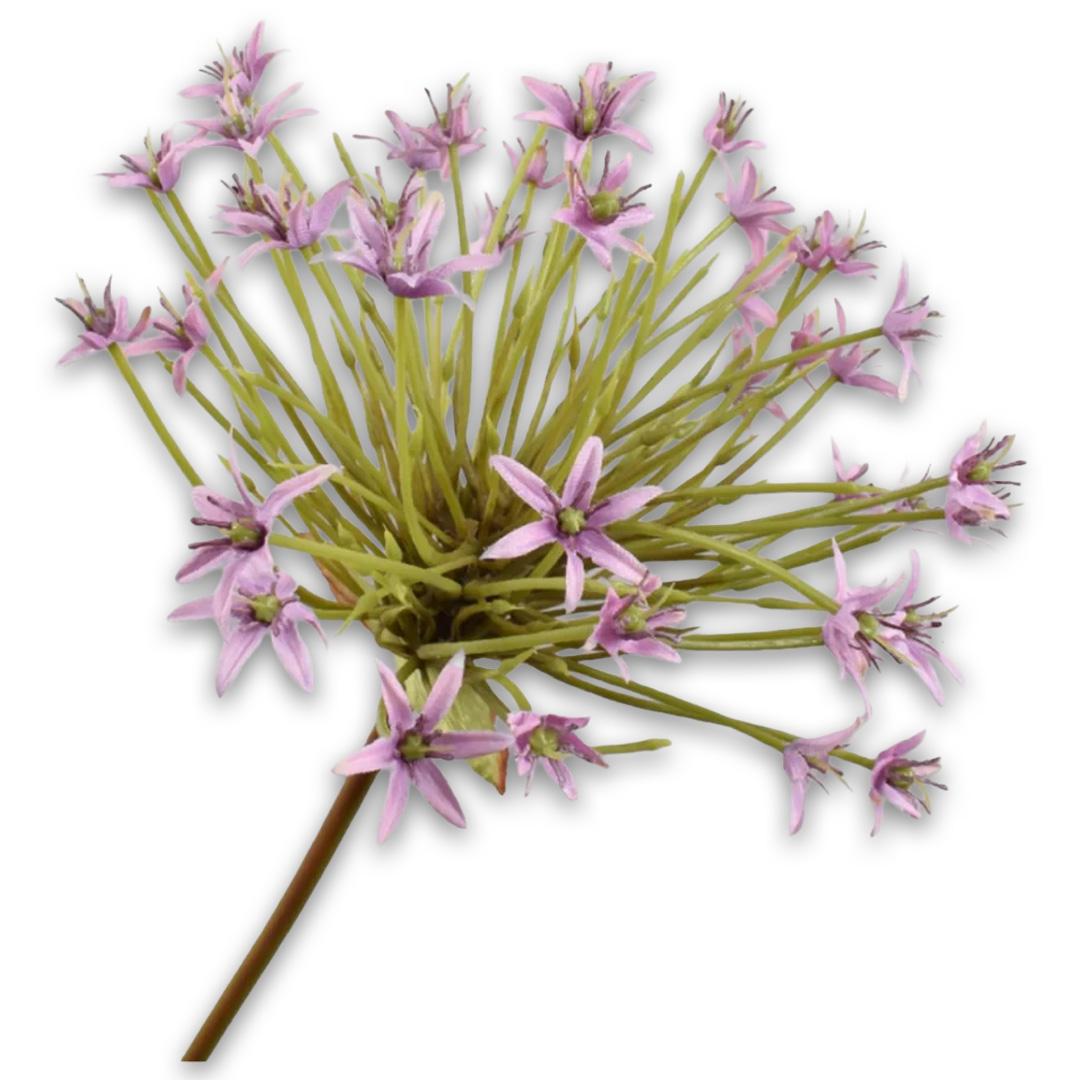 Allium Stem Lilac