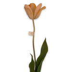 Tulip Stem Salmon