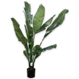 Strelitzia Green-180Cm