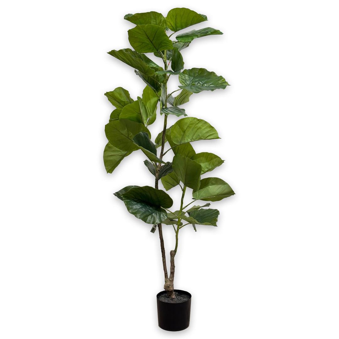 Ficus I/Pot Green 150 Cm