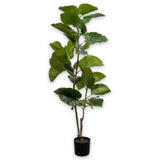 Ficus I/Pot Green 150 Cm