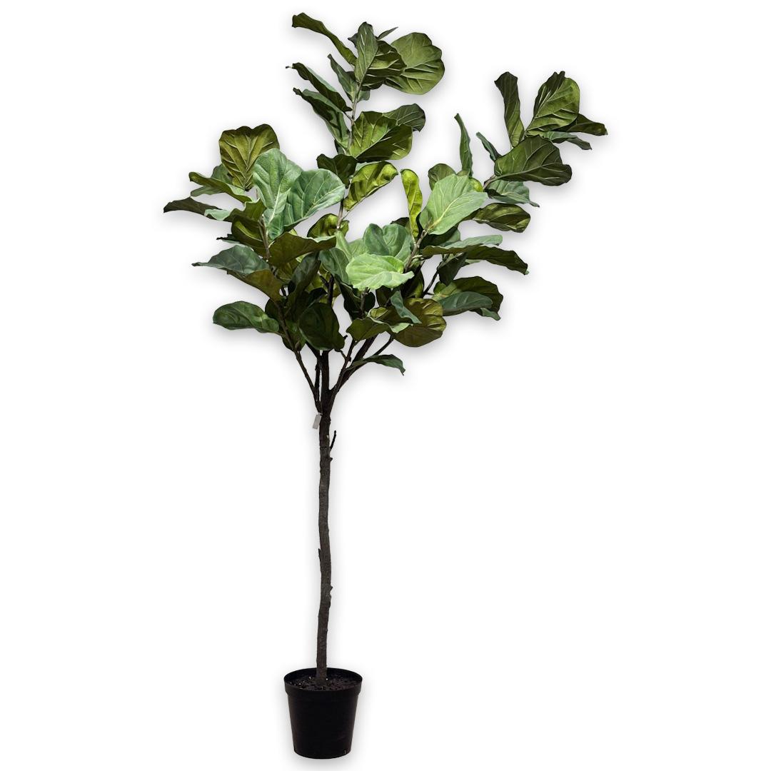 Ficus I/Pot Green 210 Cm