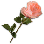 Rose Stem Salmon Rt