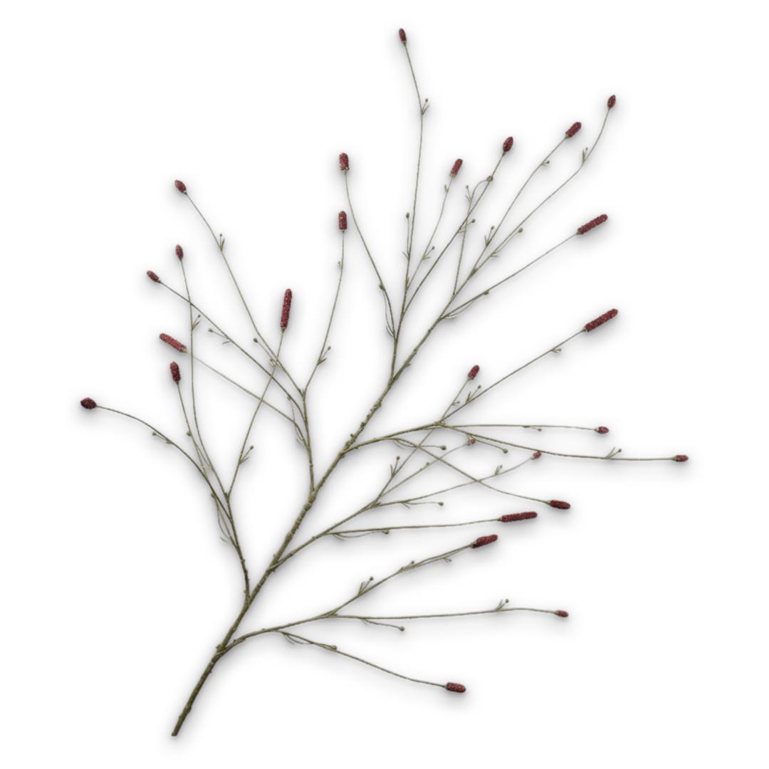 Pimpernel Spray Burgund