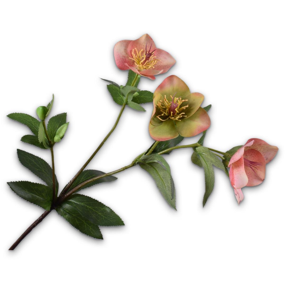 Helleborus Spray Pink