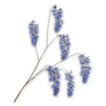 Wisteria Spray Blue
