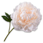 Peony Stem Peach Rt