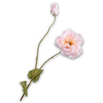 Poppy Spray Peach Rt