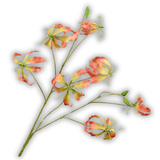 Gloriosa Spray Yll/Org