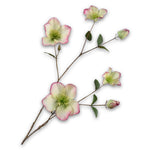 Helleborus Spray Green Rt