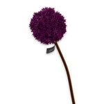 Allium Stem Beauty