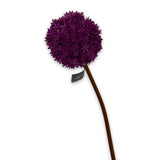 Allium Stem Beauty