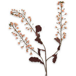 Primula Branched Cr/Ros