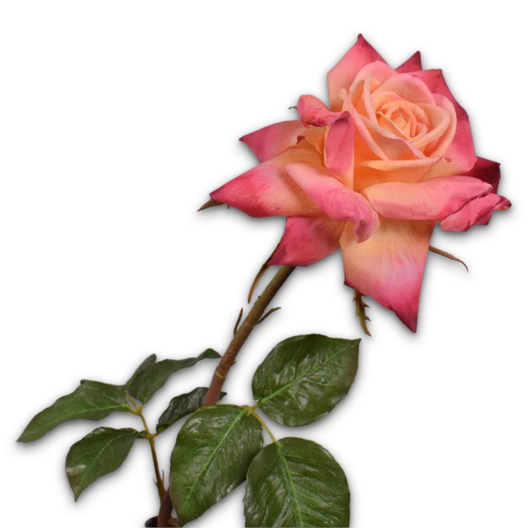 Rose Pandoncule Mauve Rt