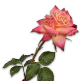 Rose Pandoncule Mauve Rt