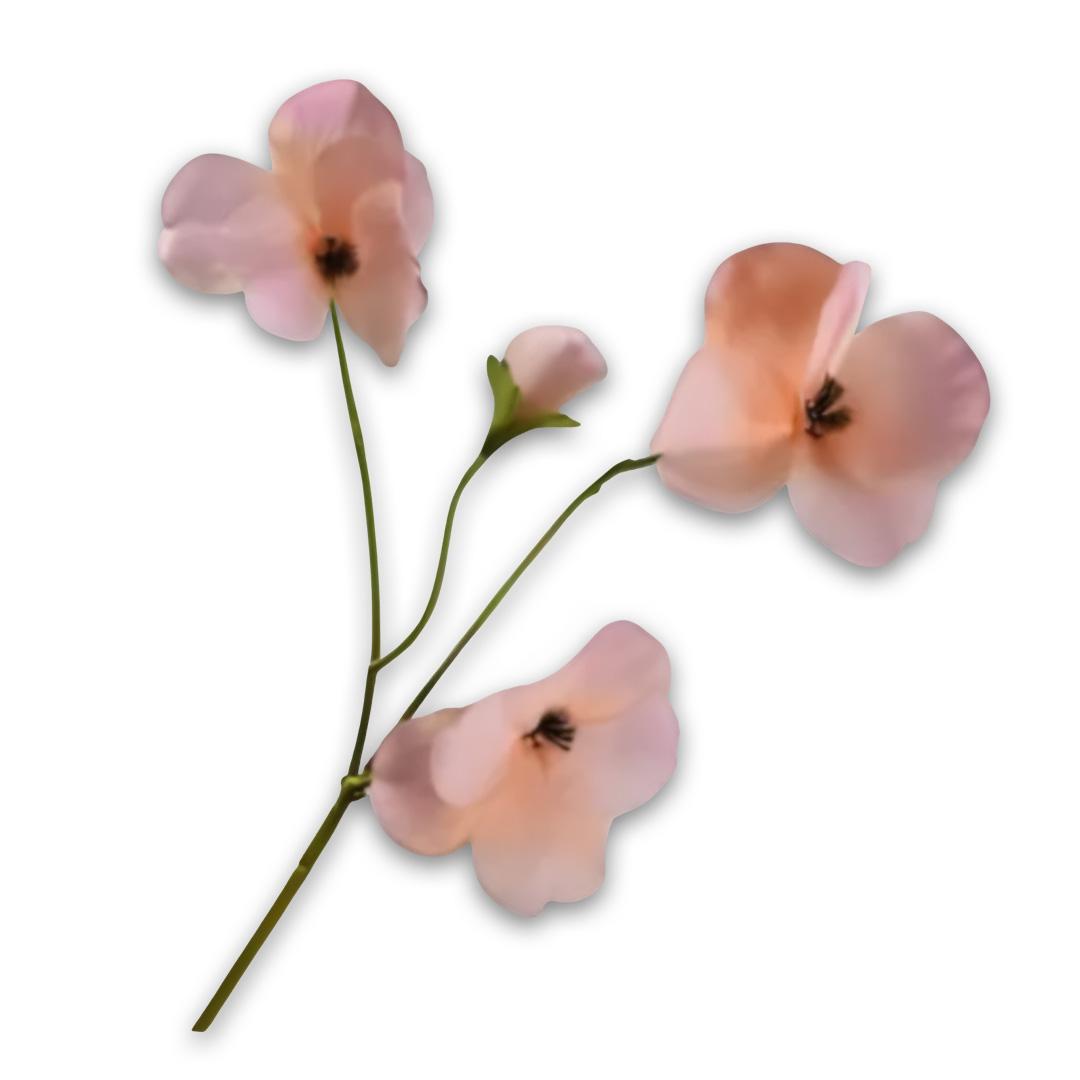 Pansy Spray Mauve Rt