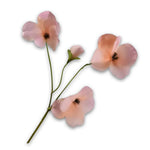Pansy Spray Mauve Rt