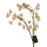 Campanula Branched Cream
