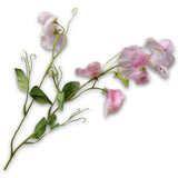 Lathyrus Branch Pink Rt