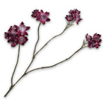 Astrantia Branched Violet