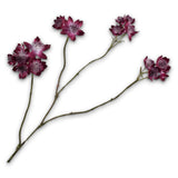 Astrantia Branched Violet