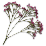 Gypsophila Branched Vio Lu