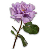 Rose Pedoncle Vio Lu Rt