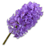 Hyacinth Pedoncle Lavender