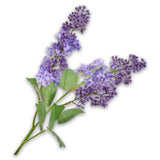 Lilac Branched Violet