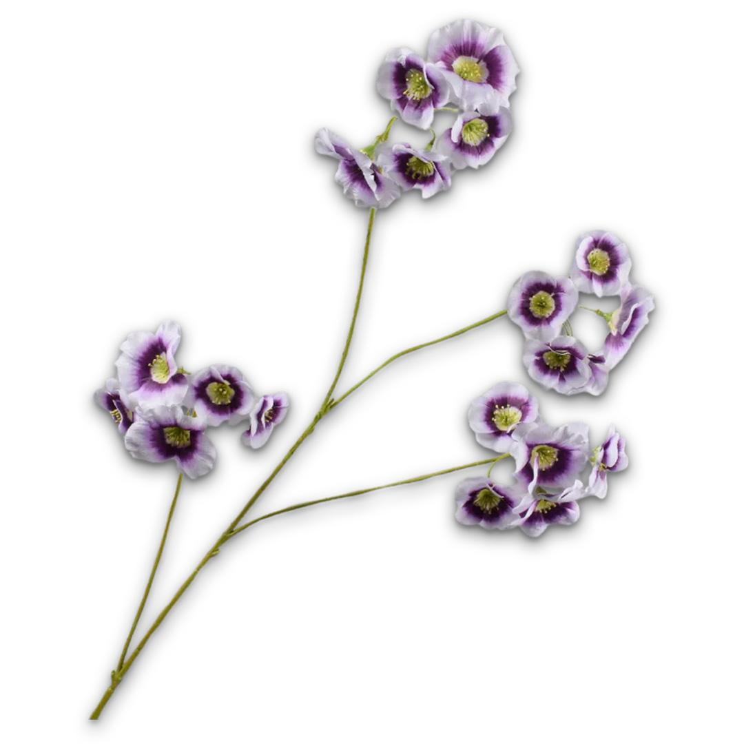 Leucocoryne Spray Lilac
