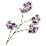 Leucocoryne Spray Lilac