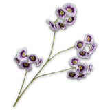 Leucocoryne Spray Lilac