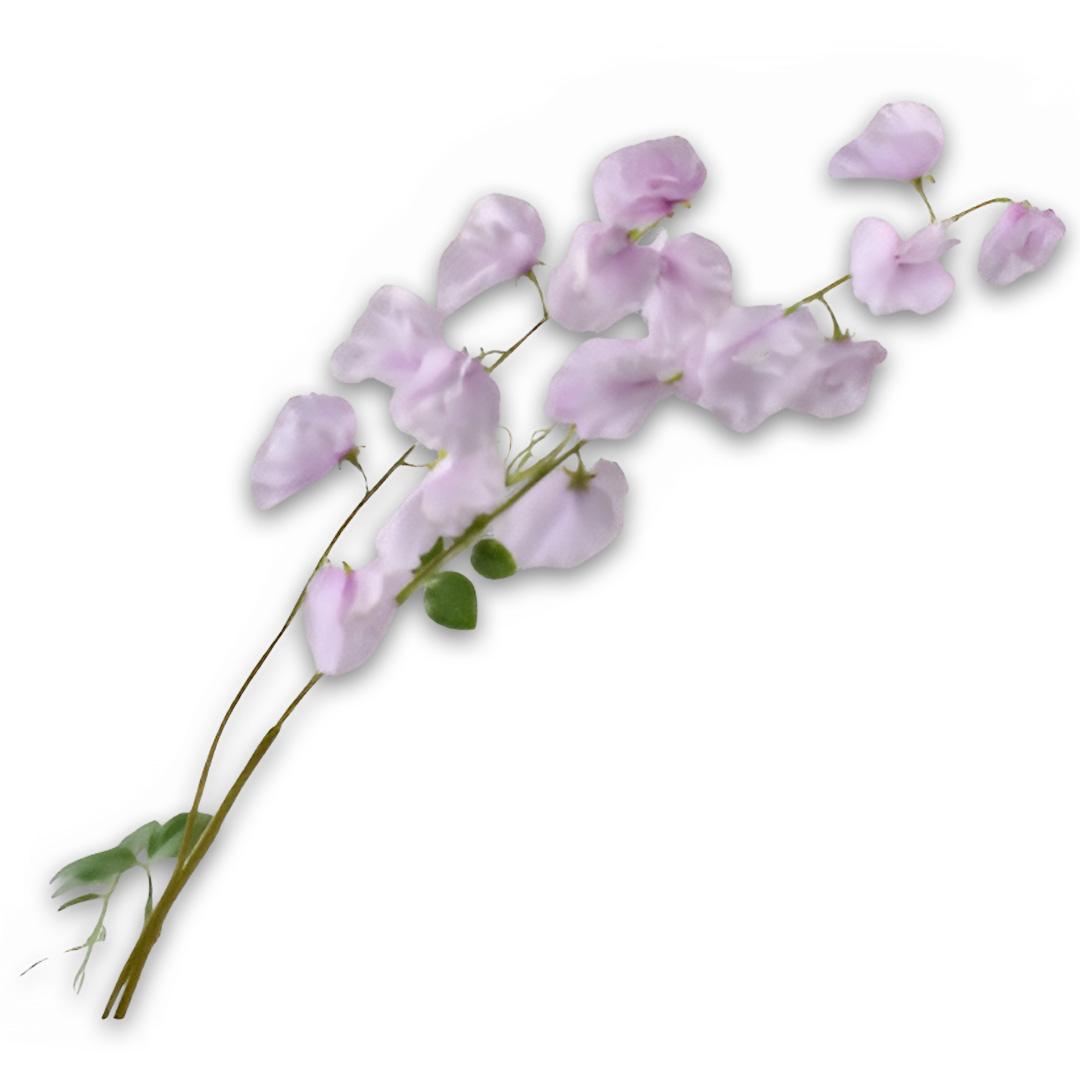 Lathyrus Spray Lilac Rt