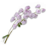Lathyrus Spray Lilac Rt
