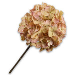 Hydrangea Stem Pch/Grn