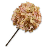 Hydrangea Stem Pch/Grn