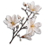 Magnolia Spray Cream