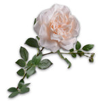 Rose Stem Peach Lt Rt