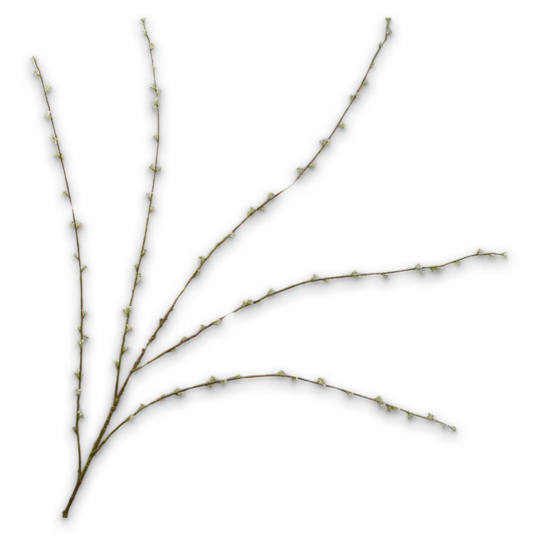 Spiraea Spray Cream