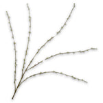 Spiraea Spray Cream
