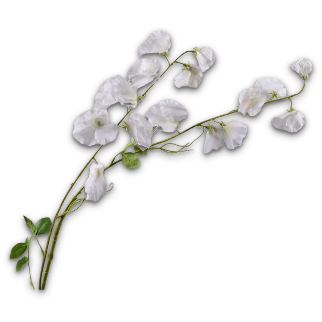 Lathyrus Spray Cream Rt