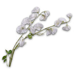 Lathyrus Spray Cream Rt