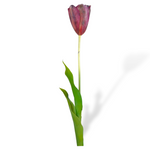 Tulip Stem Pch/Pnk Rt