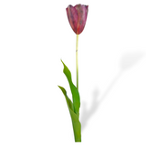 Tulip Stem Pch/Pnk Rt